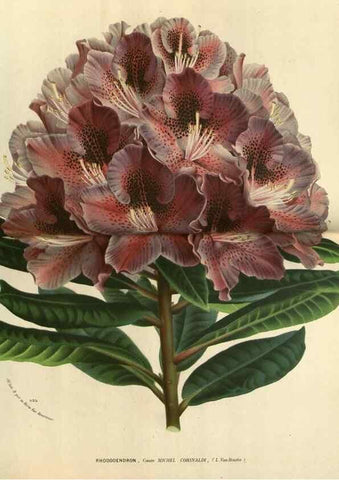 Reproducción/Reproduction 49588130568: Flore des serres et des jardins de l'Europe. A Gand :chez Louis van Houtte, eÌditeur,1845-1880.. 