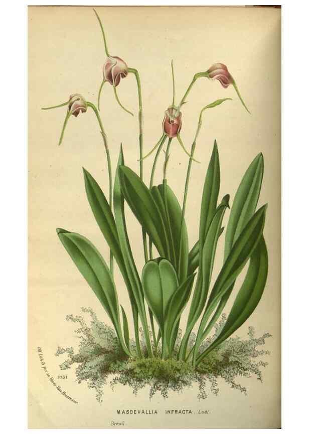 Reproducción/Reproduction 49588130858: Flore des serres et des jardins de l'Europe. A Gand :chez Louis van Houtte, eÌditeur,1845-1880.. 