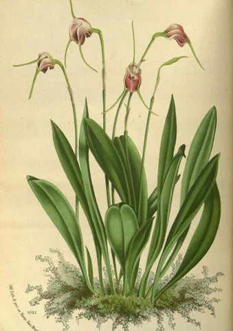 Reproducción/Reproduction 49588130858: Flore des serres et des jardins de l'Europe. A Gand :chez Louis van Houtte, eÌditeur,1845-1880.. 