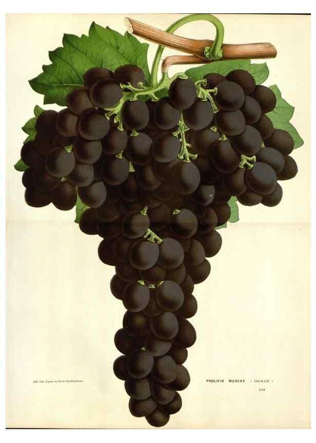 Reproducción/Reproduction 49588624247: Flore des serres et des jardins de l'Europe. A Gand :chez Louis van Houtte, eÌditeur,1845-1880.. 
