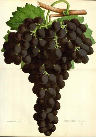 Reproducción/Reproduction 49588624247: Flore des serres et des jardins de l'Europe. A Gand :chez Louis van Houtte, eÌditeur,1845-1880.. 