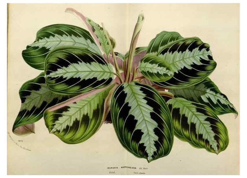 Reproducción/Reproduction 49588623972: Flore des serres et des jardins de l'Europe. A Gand :chez Louis van Houtte, eÌditeur,1845-1880.. 