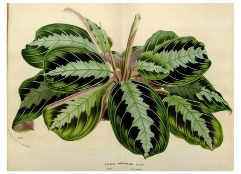 Reproducción/Reproduction 49588623972: Flore des serres et des jardins de l'Europe. A Gand :chez Louis van Houtte, eÌditeur,1845-1880.. 