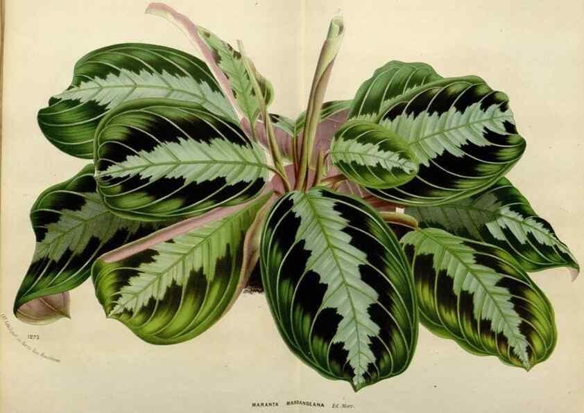 Reproducción/Reproduction 49588623972: Flore des serres et des jardins de l'Europe. A Gand :chez Louis van Houtte, eÌditeur,1845-1880.. 
