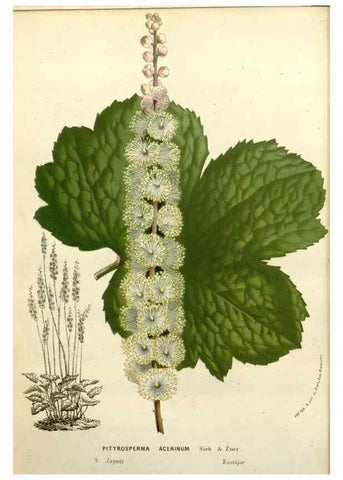 Reproducción/Reproduction 49588379501: Flore des serres et des jardins de l'Europe. A Gand :chez Louis van Houtte, eÌditeur,1845-1880.. 