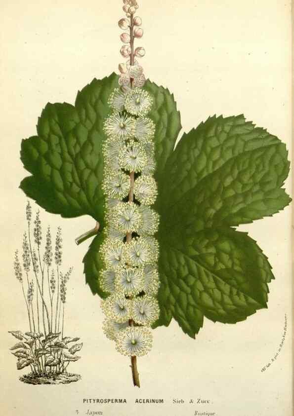 Reproducción/Reproduction 49588379501: Flore des serres et des jardins de l'Europe. A Gand :chez Louis van Houtte, eÌditeur,1845-1880.. 