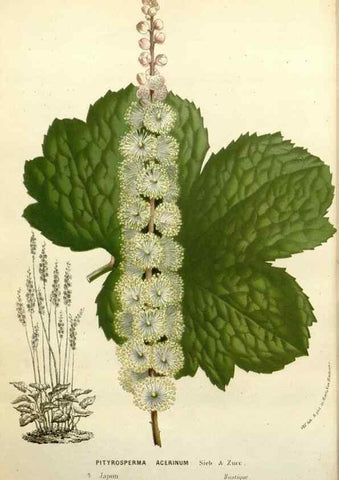 Reproducción/Reproduction 49588379501: Flore des serres et des jardins de l'Europe. A Gand :chez Louis van Houtte, eÌditeur,1845-1880.. 