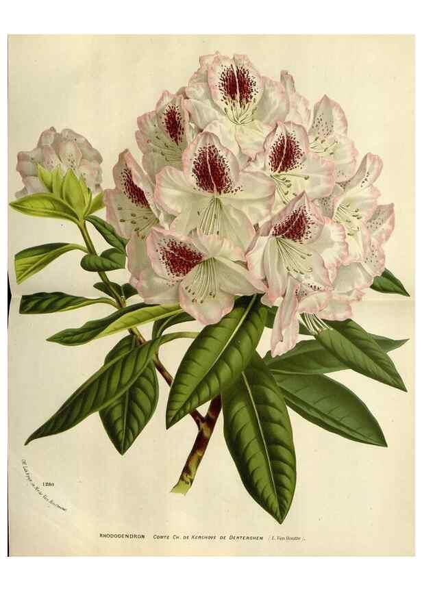 Reproducción/Reproduction 49588379181: Flore des serres et des jardins de l'Europe. A Gand :chez Louis van Houtte, eÌditeur,1845-1880.. 