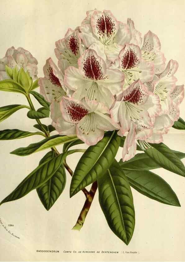 Reproducción/Reproduction 49588379181: Flore des serres et des jardins de l'Europe. A Gand :chez Louis van Houtte, eÌditeur,1845-1880.. 