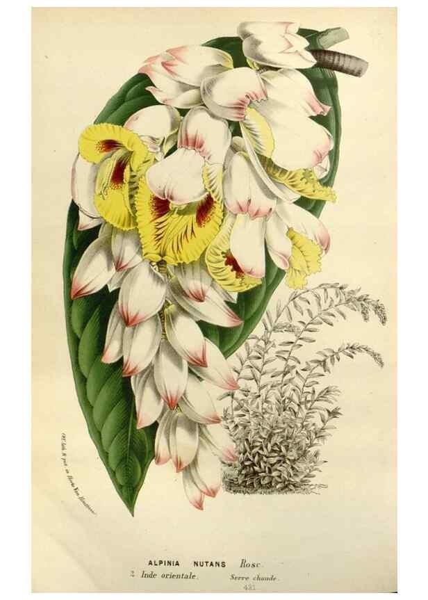 Reproducción/Reproduction 49588374511: Flore des serres et des jardins de l'Europe. A Gand :chez Louis van Houtte, eÌditeur,1845-1880.. 