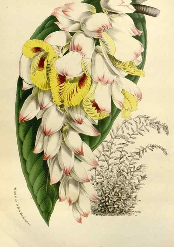 Reproducción/Reproduction 49588374511: Flore des serres et des jardins de l'Europe. A Gand :chez Louis van Houtte, eÌditeur,1845-1880.. 