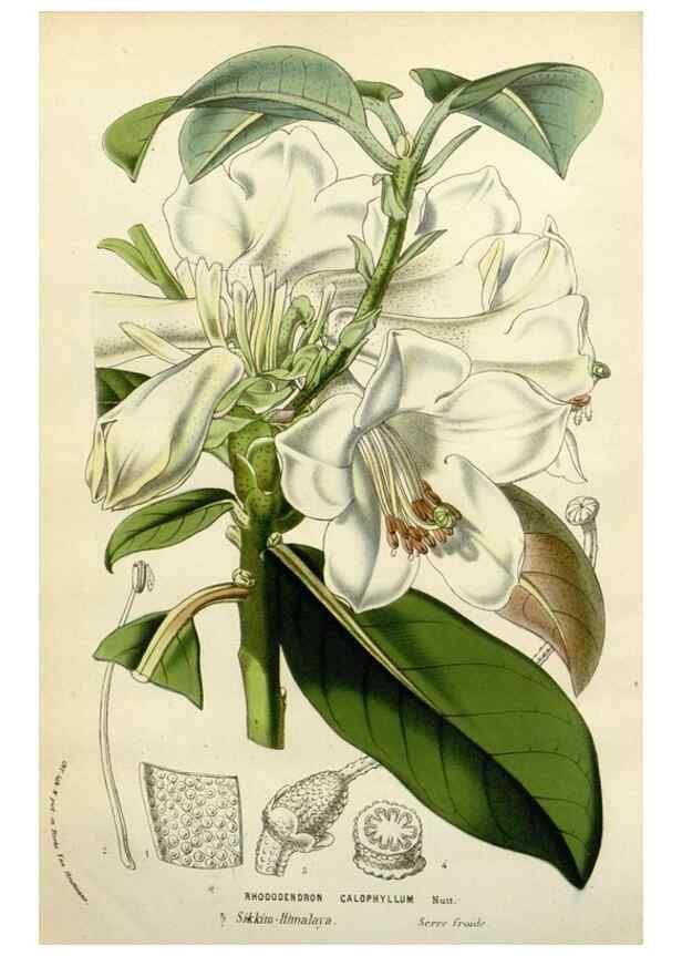 Reproducción/Reproduction 49588619137: Flore des serres et des jardins de l'Europe. A Gand :chez Louis van Houtte, eÌditeur,1845-1880.. 