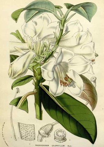 Reproducción/Reproduction 49588619137: Flore des serres et des jardins de l'Europe. A Gand :chez Louis van Houtte, eÌditeur,1845-1880.. 