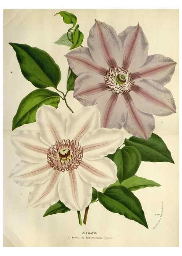 Reproducción/Reproduction 49588375051: Flore des serres et des jardins de l'Europe. A Gand :chez Louis van Houtte, eÌditeur,1845-1880.. 