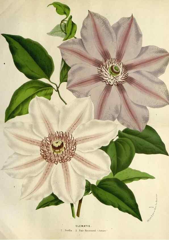 Reproducción/Reproduction 49588375051: Flore des serres et des jardins de l'Europe. A Gand :chez Louis van Houtte, eÌditeur,1845-1880.. 