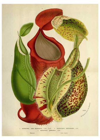 Reproducción/Reproduction 49587883158: Flore des serres et des jardins de l'Europe. A Gand :chez Louis van Houtte, eÌditeur,1845-1880.. 