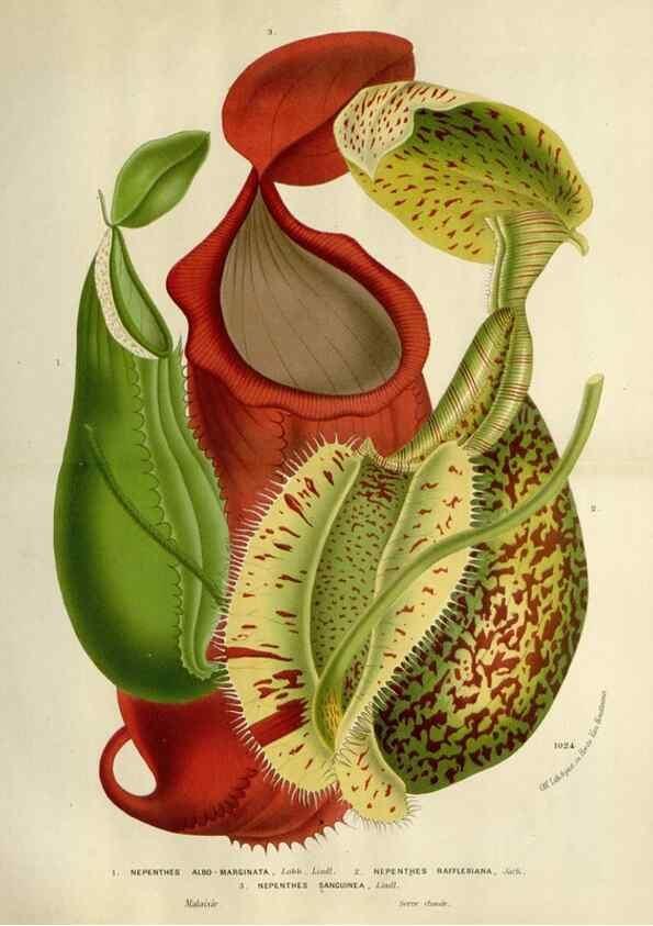 Reproducción/Reproduction 49587883158: Flore des serres et des jardins de l'Europe. A Gand :chez Louis van Houtte, eÌditeur,1845-1880.. 