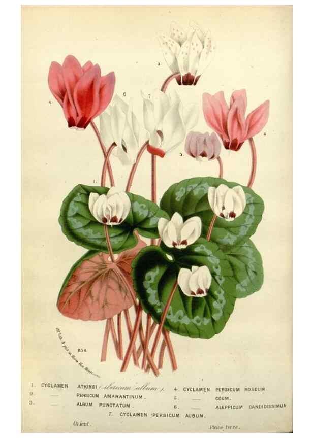Reproducción/Reproduction 49588620012: Flore des serres et des jardins de l'Europe. A Gand :chez Louis van Houtte, eÌditeur,1845-1880.. 