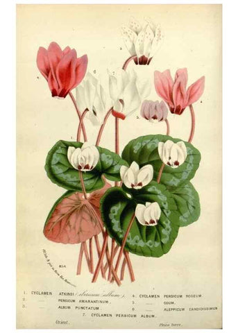 Reproducción/Reproduction 49588620012: Flore des serres et des jardins de l'Europe. A Gand :chez Louis van Houtte, eÌditeur,1845-1880.. 