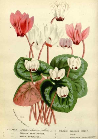 Reproducción/Reproduction 49588620012: Flore des serres et des jardins de l'Europe. A Gand :chez Louis van Houtte, eÌditeur,1845-1880.. 