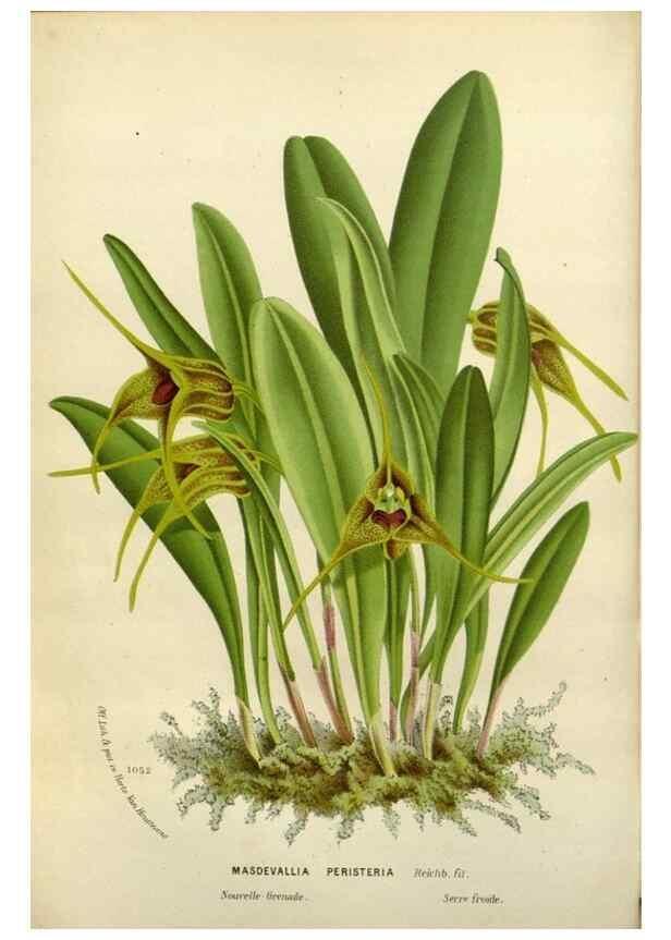 Reproducción/Reproduction 49588620322: Flore des serres et des jardins de l'Europe. A Gand :chez Louis van Houtte, eÌditeur,1845-1880.. 