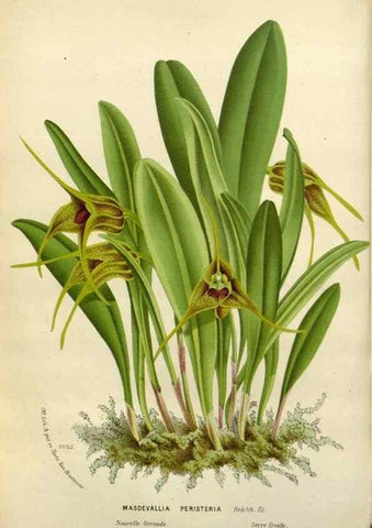 Reproducción/Reproduction 49588620322: Flore des serres et des jardins de l'Europe. A Gand :chez Louis van Houtte, eÌditeur,1845-1880.. 