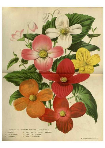 Reproducción/Reproduction 49588867552: Flore des serres et des jardins de l'Europe. A Gand :chez Louis van Houtte, eÌditeur,1845-1880.. 