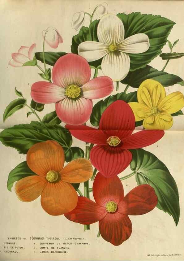 Reproducción/Reproduction 49588867552: Flore des serres et des jardins de l'Europe. A Gand :chez Louis van Houtte, eÌditeur,1845-1880.. 