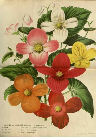 Reproducción/Reproduction 49588867552: Flore des serres et des jardins de l'Europe. A Gand :chez Louis van Houtte, eÌditeur,1845-1880.. 