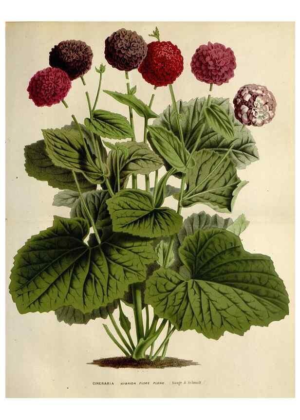 Reproducción/Reproduction 49588620577: Flore des serres et des jardins de l'Europe. A Gand :chez Louis van Houtte, eÌditeur,1845-1880.. 