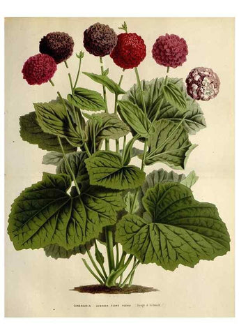 Reproducción/Reproduction 49588620577: Flore des serres et des jardins de l'Europe. A Gand :chez Louis van Houtte, eÌditeur,1845-1880.. 