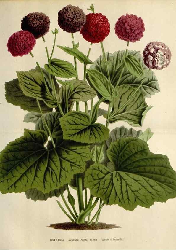 Reproducción/Reproduction 49588620577: Flore des serres et des jardins de l'Europe. A Gand :chez Louis van Houtte, eÌditeur,1845-1880.. 