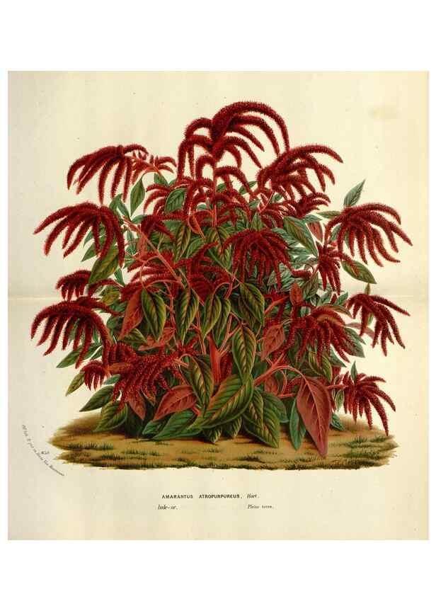 Reproducción/Reproduction 49588621112: Flore des serres et des jardins de l'Europe. A Gand :chez Louis van Houtte, eÌditeur,1845-1880.. 