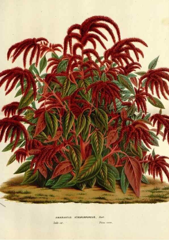 Reproducción/Reproduction 49588621112: Flore des serres et des jardins de l'Europe. A Gand :chez Louis van Houtte, eÌditeur,1845-1880.. 