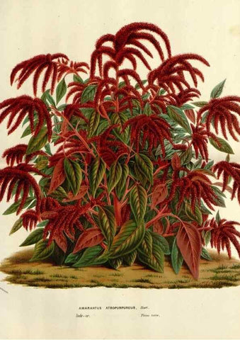 Reproducción/Reproduction 49588621112: Flore des serres et des jardins de l'Europe. A Gand :chez Louis van Houtte, eÌditeur,1845-1880.. 