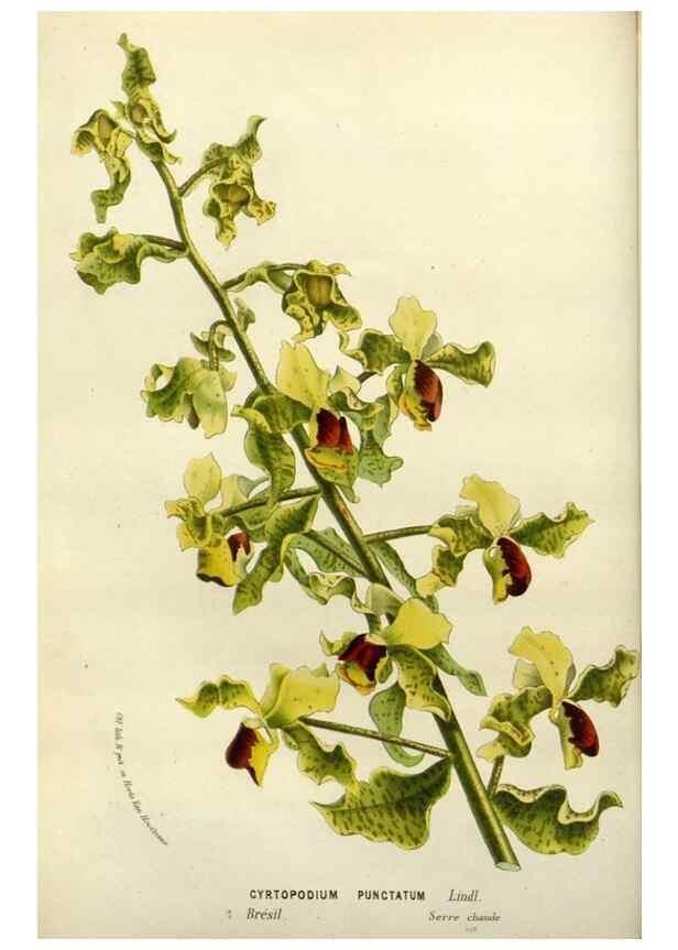 Reproducción/Reproduction 49587884808: Flore des serres et des jardins de l'Europe. A Gand :chez Louis van Houtte, eÌditeur,1845-1880.. 
