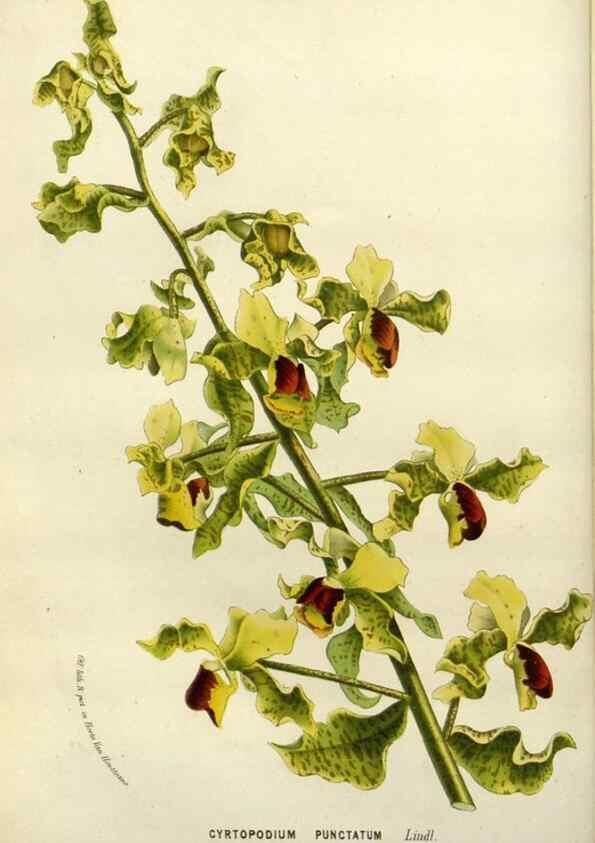 Reproducción/Reproduction 49587884808: Flore des serres et des jardins de l'Europe. A Gand :chez Louis van Houtte, eÌditeur,1845-1880.. 