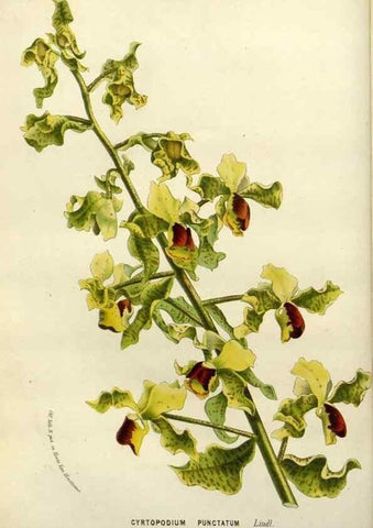 Reproducción/Reproduction 49587884808: Flore des serres et des jardins de l'Europe. A Gand :chez Louis van Houtte, eÌditeur,1845-1880.. 