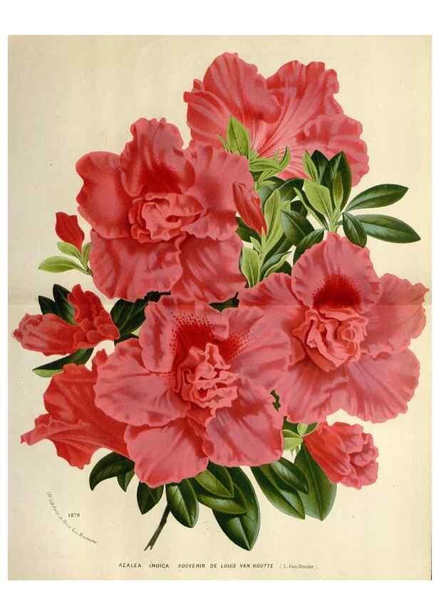 Reproducción/Reproduction 49588377451: Flore des serres et des jardins de l'Europe. A Gand :chez Louis van Houtte, eÌditeur,1845-1880.. 