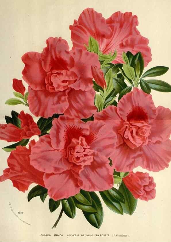 Reproducción/Reproduction 49588377451: Flore des serres et des jardins de l'Europe. A Gand :chez Louis van Houtte, eÌditeur,1845-1880.. 