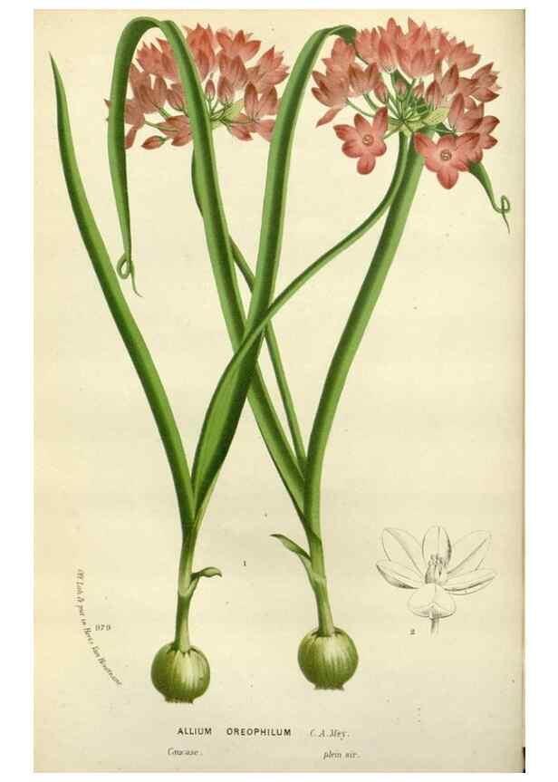 Reproducción/Reproduction 49588377676: Flore des serres et des jardins de l'Europe. A Gand :chez Louis van Houtte, eÌditeur,1845-1880.. 