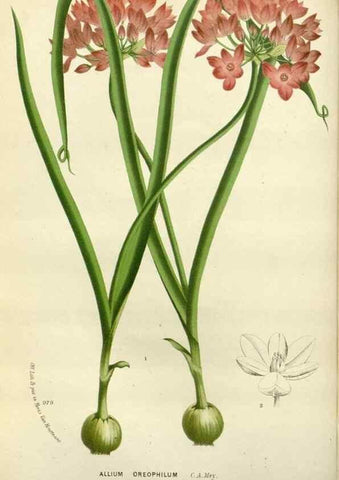 Reproducción/Reproduction 49588377676: Flore des serres et des jardins de l'Europe. A Gand :chez Louis van Houtte, eÌditeur,1845-1880.. 