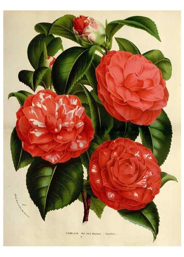 Reproducción/Reproduction 49588622252: Flore des serres et des jardins de l'Europe. A Gand :chez Louis van Houtte, eÌditeur,1845-1880.. 