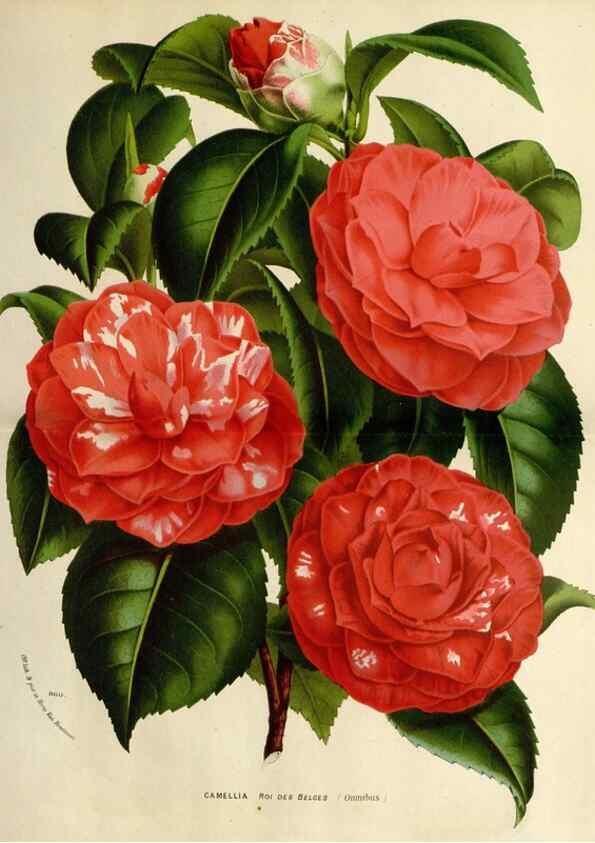 Reproducción/Reproduction 49588622252: Flore des serres et des jardins de l'Europe. A Gand :chez Louis van Houtte, eÌditeur,1845-1880.. 