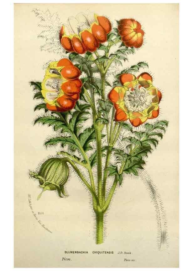 Reproducción/Reproduction 49588378461: Flore des serres et des jardins de l'Europe. A Gand :chez Louis van Houtte, eÌditeur,1845-1880.. 