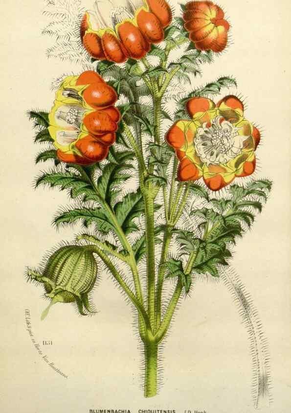 Reproducción/Reproduction 49588378461: Flore des serres et des jardins de l'Europe. A Gand :chez Louis van Houtte, eÌditeur,1845-1880.. 