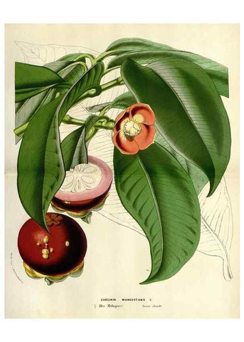Reproducción/Reproduction 49588378816: Flore des serres et des jardins de l'Europe. A Gand :chez Louis van Houtte, eÌditeur,1845-1880.. 