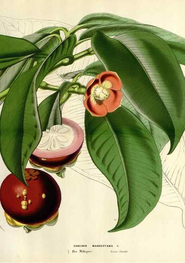 Reproducción/Reproduction 49588378816: Flore des serres et des jardins de l'Europe. A Gand :chez Louis van Houtte, eÌditeur,1845-1880.. 