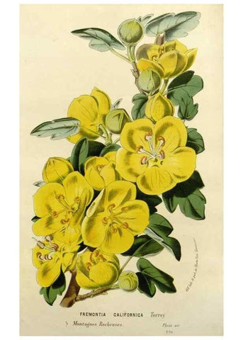 Reproducción/Reproduction 49588376591: Flore des serres et des jardins de l'Europe. A Gand :chez Louis van Houtte, eÌditeur,1845-1880.. 