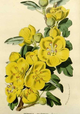 Reproducción/Reproduction 49588376591: Flore des serres et des jardins de l'Europe. A Gand :chez Louis van Houtte, eÌditeur,1845-1880.. 